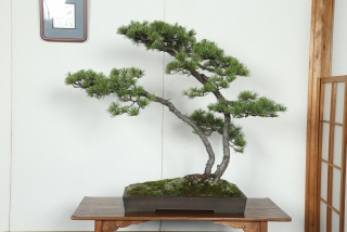 五葉松 樹齢約100年 | 盆栽・水石の総合情報サイト「WEB WABI」