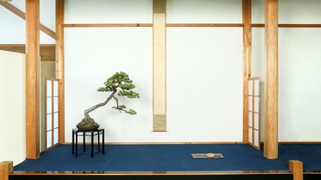 五葉松 樹齢約100年