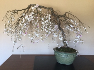 一重枝垂桜 鉢・海鼠釉鋲打丸
