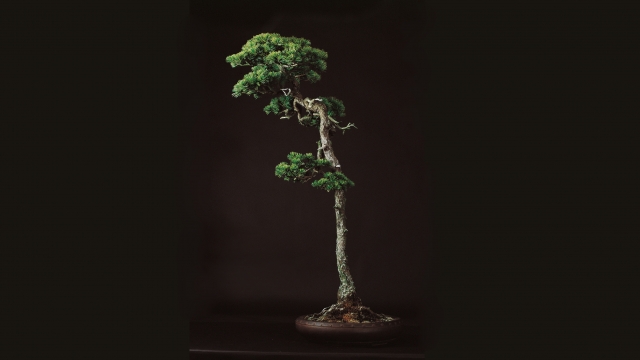 五葉松 樹齢約100年 | 盆栽・水石の総合情報サイト「WEB WABI」